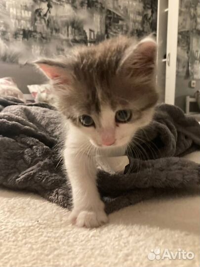 Милый котенок