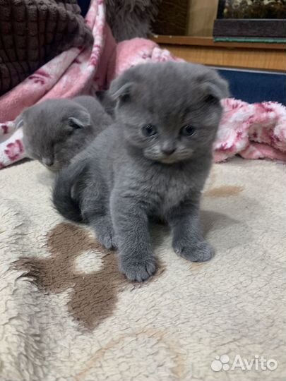 Шотландская