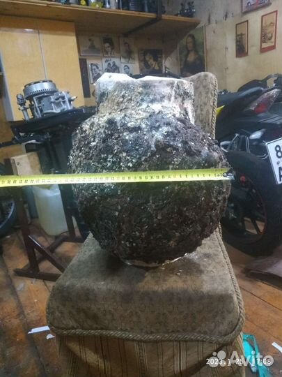 Кап-сувель березовый