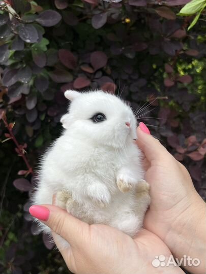 Кролик карликовый ручной
