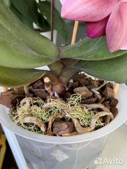 Орхидея Нарбонна