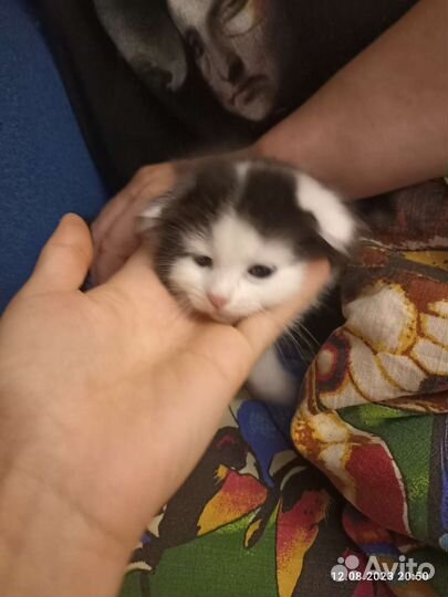 Черно белый котенок в дар