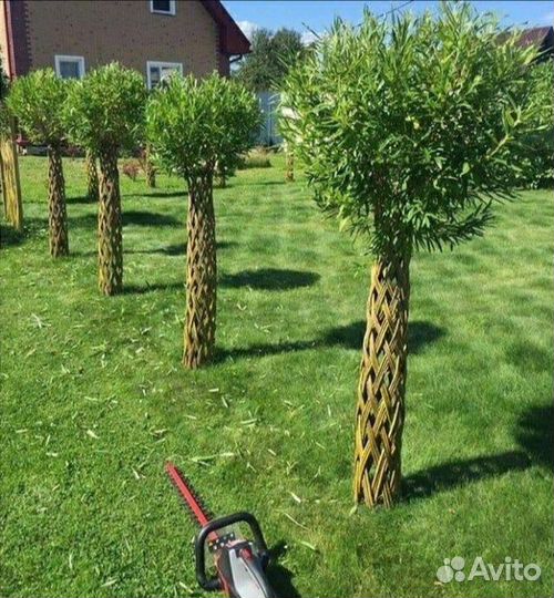 Русская пальма для сада