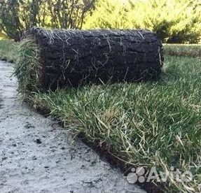 Газон рулонный
