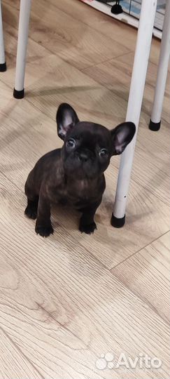 Французский бульдог щенок девочка