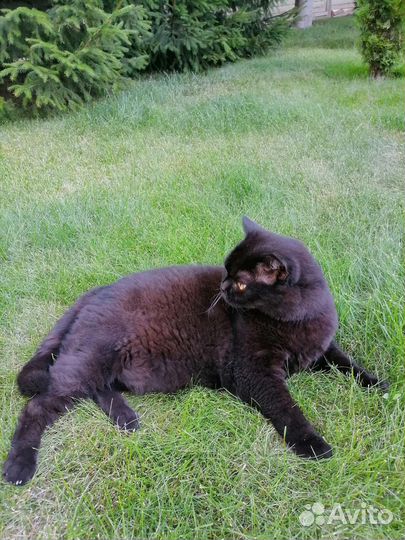 Передержка кошек на время