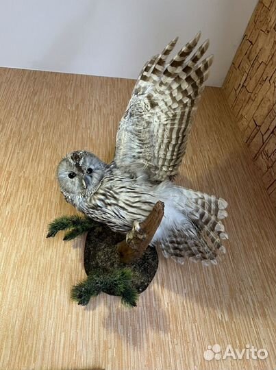 Чучело совы