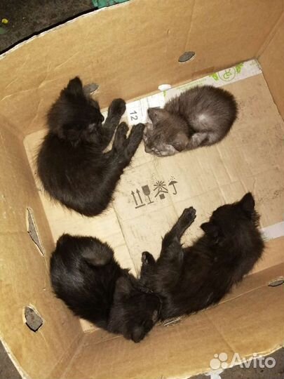 Котята ищут приют