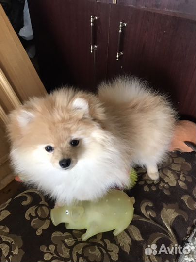 Щенки шпица