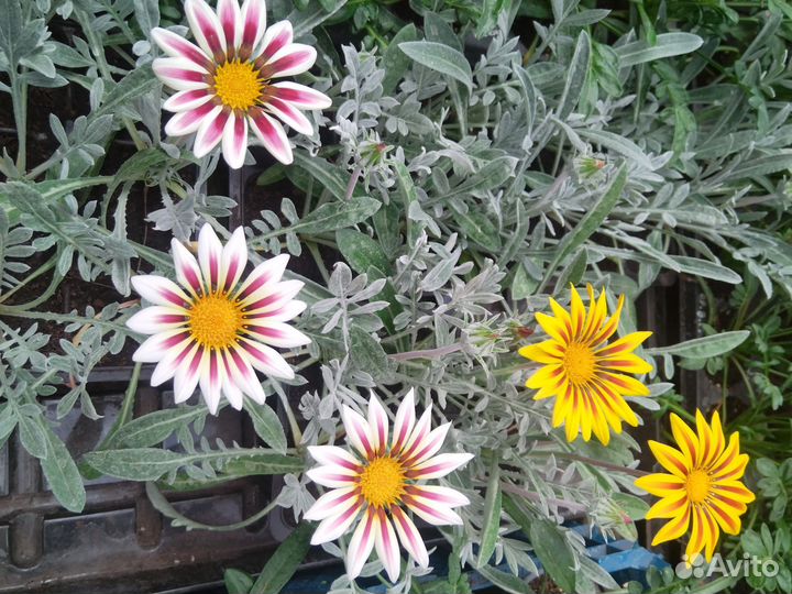 Рассада петунии, цветов