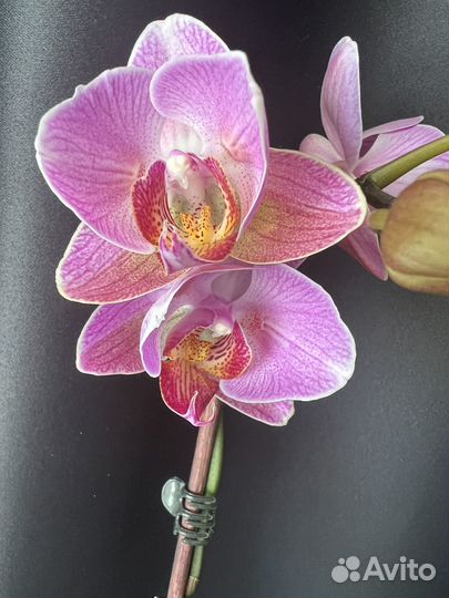 Орхидея фаленопсис бабочка-пелорик
