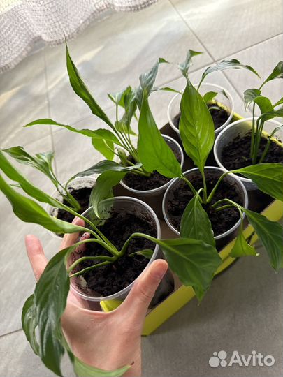 Спатифиллум (женское счастье)