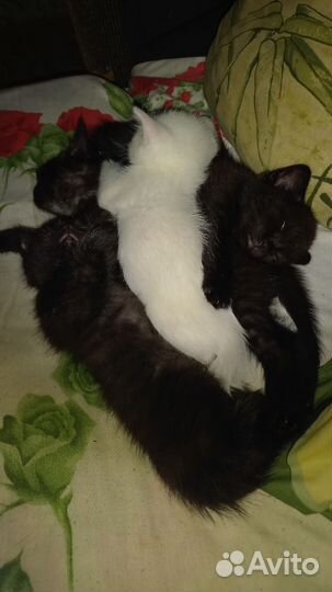 Котята в добрые руки