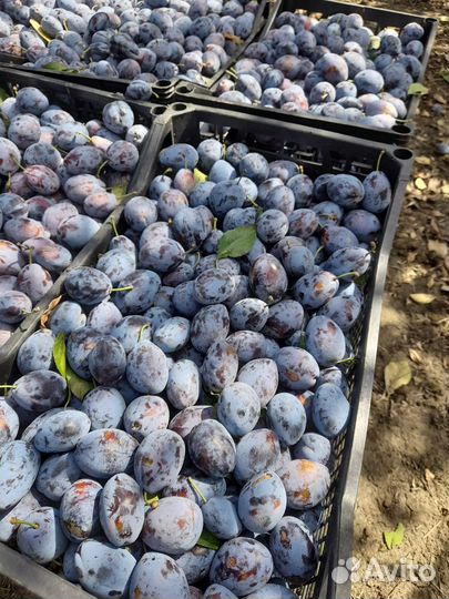 Слива стенлей