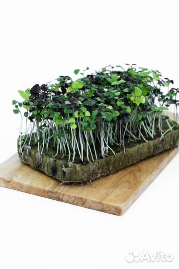 Агровата для микрозелени