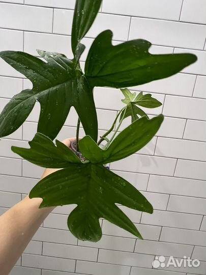 Филодендрон гитаровидный