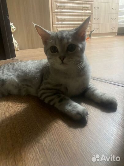 Шотландский прямоухий кот