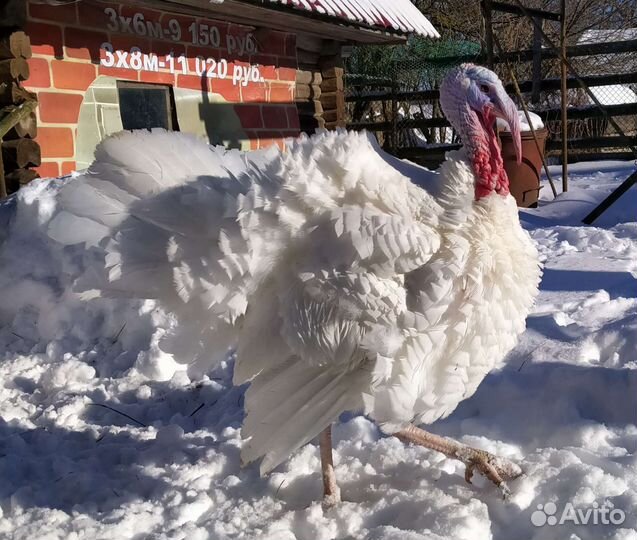 Продам индюков