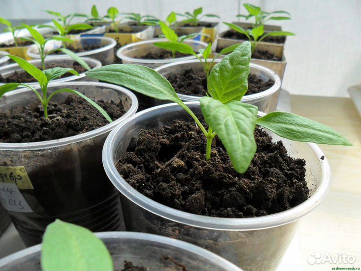 Грунт для рассады