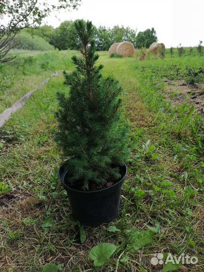 Туи, можжевельники, ели, гортензии