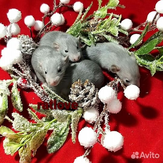 Крысята дамбо малыши