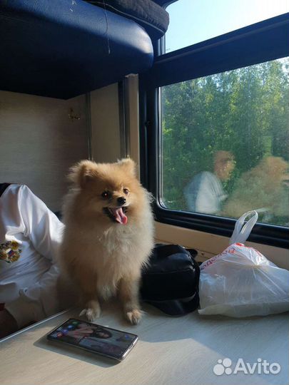 Шпиц