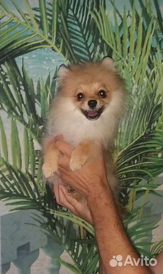 Девочка 4,5 месяца Померанский шпиц