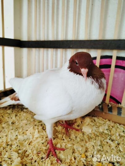 Голубь бойный головастик