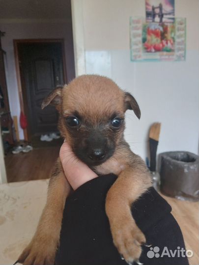 Отдам щенков в добрые руки бесплатно