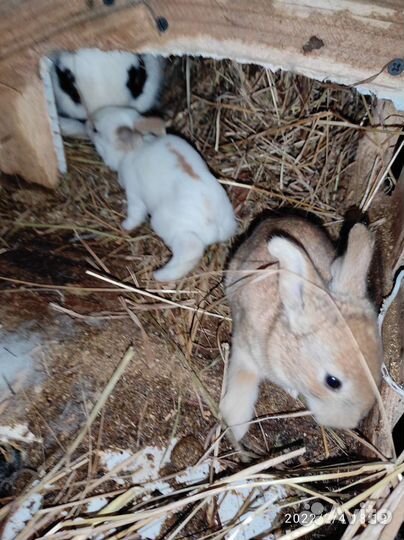 Продам гуппи