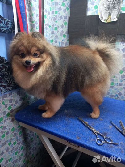 Стрижка собак и кошек