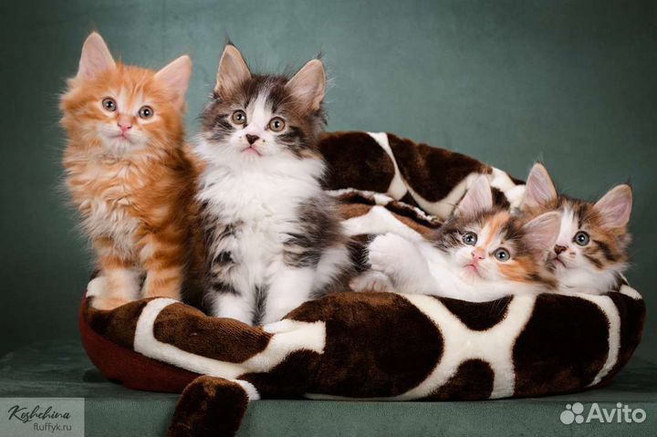 Котята курильский бобтейл