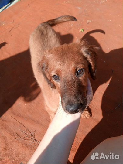 Собака в добрые руки отдам бесплатно