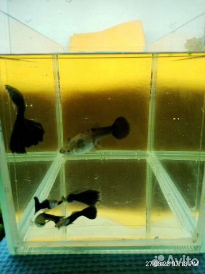 Гуппи чистая линия Красный блондин и Черный принц