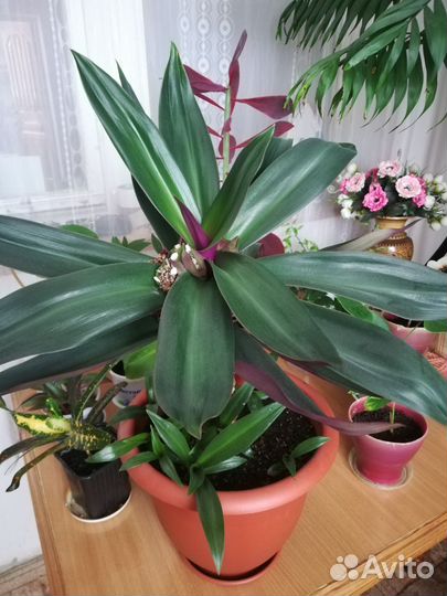 Традесканция рео