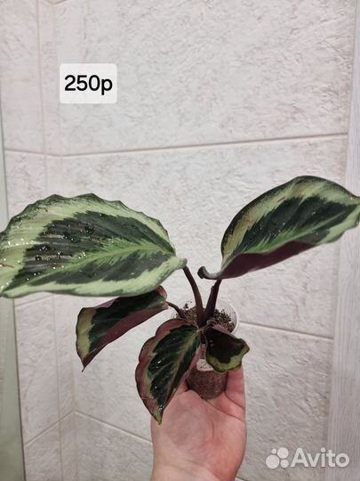 Калатея без названия