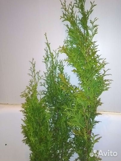 Туя Смарагд