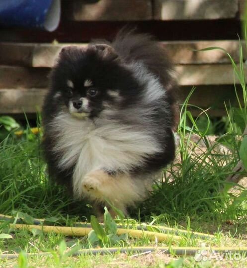 Шикарный парень