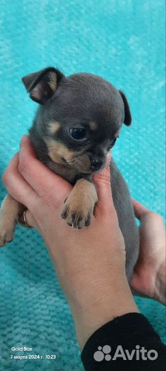 Щенки чихуахуа