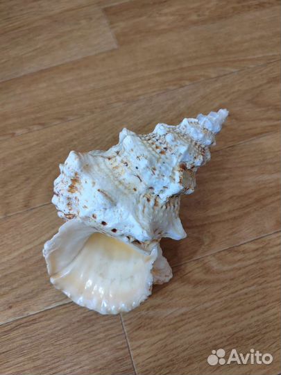 Настоящая морская раковина