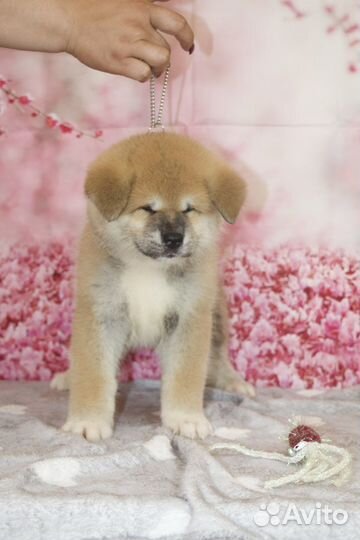 Резервирование щенков Акита ину