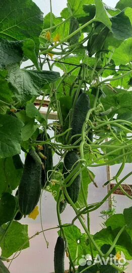 Стеклянная банка 3л