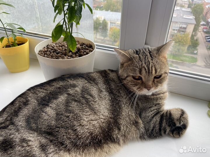 Кот в добрые руки