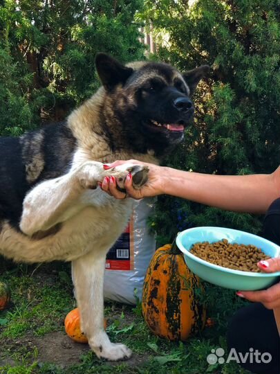 Груминг собак