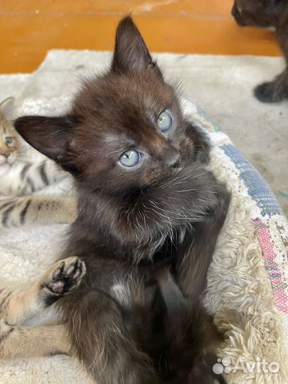Котята