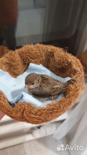 Птица воробей