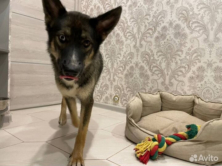 Красотка с гетерохромией ищет передержку или семью