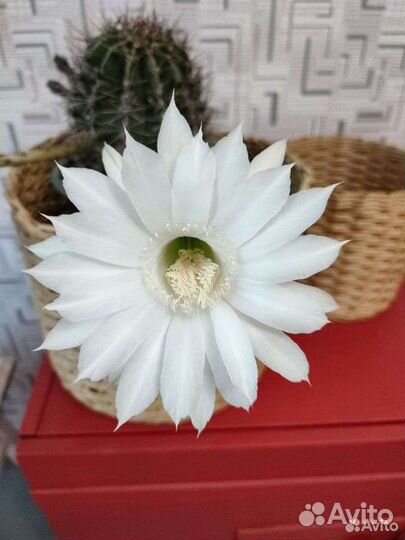 Кактус цветущий большой