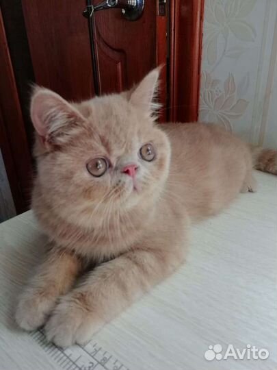Короткошерстный экзот
