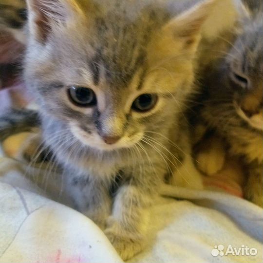 Котята сибирской кошки